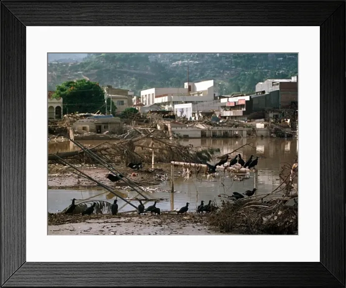 Framed Print : Honduras Weather Hurricane Mitch Nov 1998 vultures eating rotting flesh Framed Print : Honduras Weather Hurricane Mitch Nov 1998 vultures eating rotting flesh