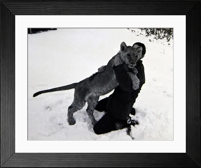 Framed Print : Weather - Snow - Animals - Lions Lion Cub in the snow Framed Print : Weather - Snow - Animals - Lions Lion Cub in the snow