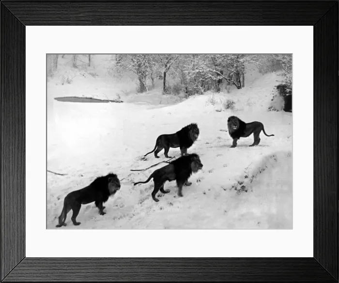 Framed Print : Animals - Zoos - Lions - Cats Weather - Seasons - Snow Lions on the snowy Framed Print : Animals - Zoos - Lions - Cats Weather - Seasons - Snow Lions on the snowy