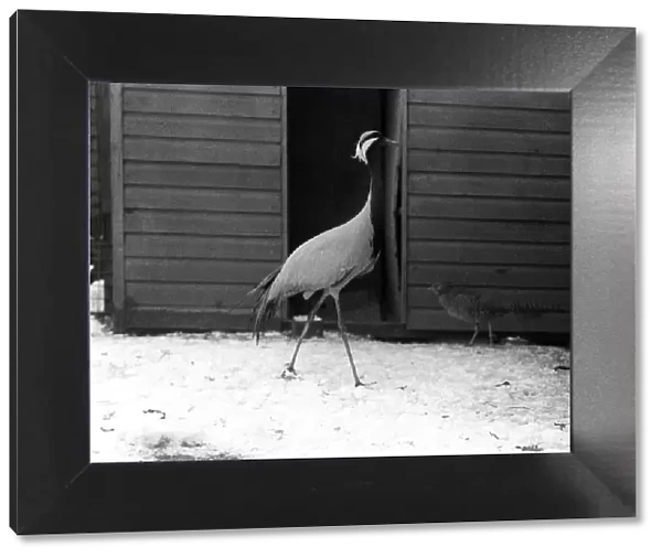Colchester Zoo Essex in Snow Jan 1977 Hoppy the Crane