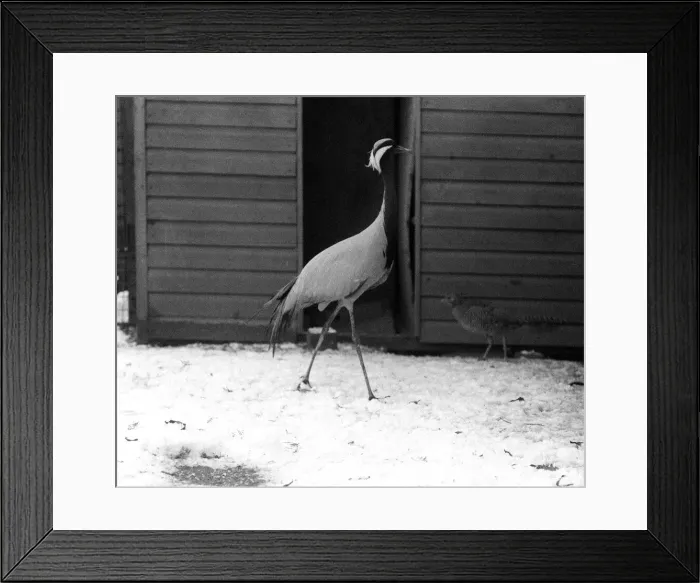 Framed Print : Colchester Zoo Essex in Snow Jan 1977 Hoppy the Crane