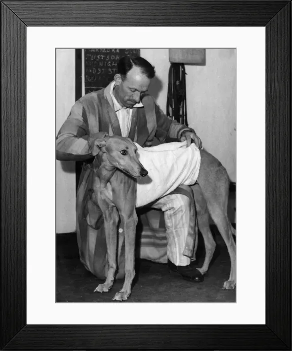 Framed Print : The Greyhound Brillant Paddy a Wathamstow Greyhound being towelled down after a race Framed Print : The Greyhound Brillant Paddy a Wathamstow Greyhound being towelled down after a race