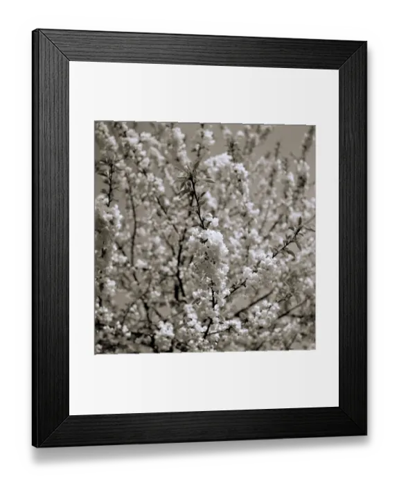 Framed Print : Japanese Cherry Trees Flowers Japanese Cherry Blossom weather seasons Spring