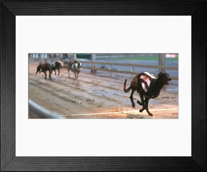 Framed Print : Some Picture wins semi final of the Greyhound Derby June 1997 in second place Stows Val Framed Print : Some Picture wins semi final of the Greyhound Derby June 1997 in second place Stows Val