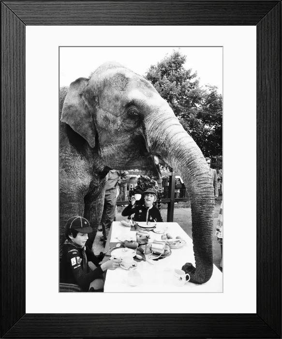 Framed Print : Marjorie the elephant had two guests for tea at Chessington Zoo on Tuesday when Shaun O Framed Print : Marjorie the elephant had two guests for tea at Chessington Zoo on Tuesday when Shaun O