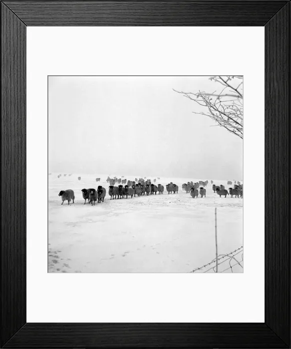 Framed Print : A herd of sheep flock together in the snow during the winter of 1963 Framed Print : A herd of sheep flock together in the snow during the winter of 1963