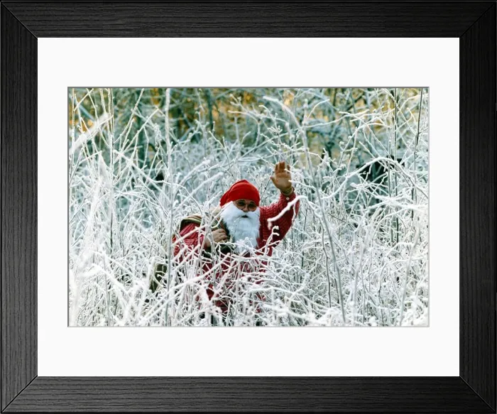 Framed Print : Father Christmas waves as he stand amongst snow covered plants December 1991 Framed Print : Father Christmas waves as he stand amongst snow covered plants December 1991