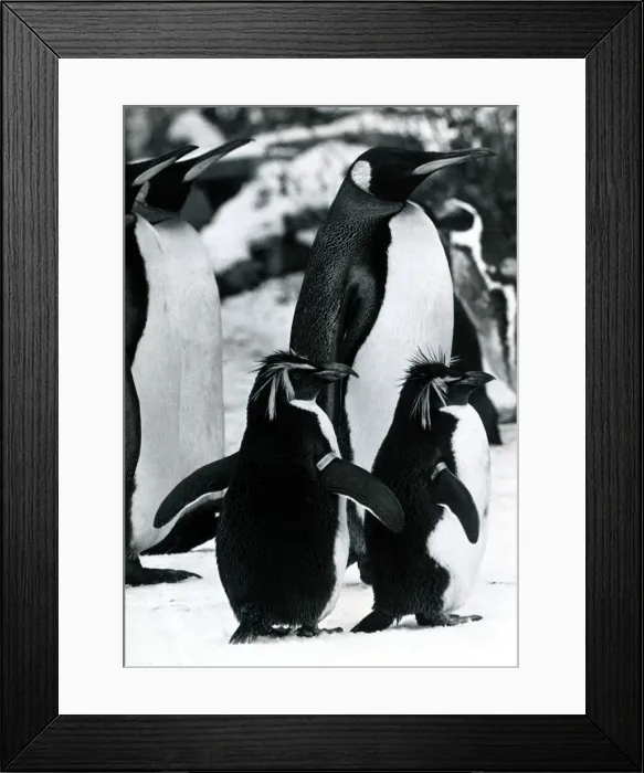 Framed Print : Penguins at Whipsnade Zoo in Bedfordshire In the snow Snowy wintry winter Framed Print : Penguins at Whipsnade Zoo in Bedfordshire In the snow Snowy wintry winter