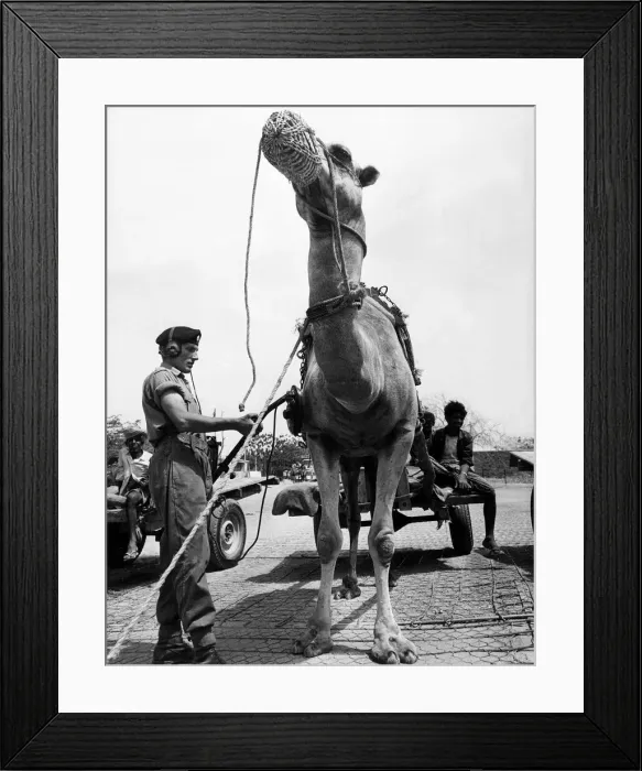 Framed Print : British army overseas in Yemen April 1966 Troops Army Soldiers Coldstream Framed Print : British army overseas in Yemen April 1966 Troops Army Soldiers Coldstream