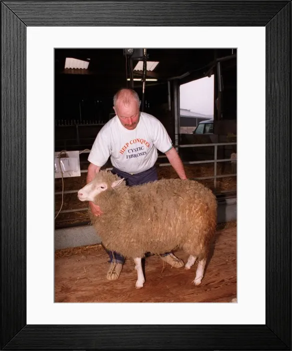 Framed Print : Dolly the clone sheep
