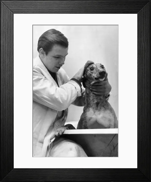 Framed Print : Greyhound Boris Clown likes to look his smartest on the track Framed Print : Greyhound Boris Clown likes to look his smartest on the track