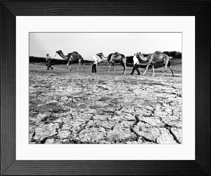 Framed Print : Reservoir at Penholn, Monmouthshire Camels from Longleat Safari park