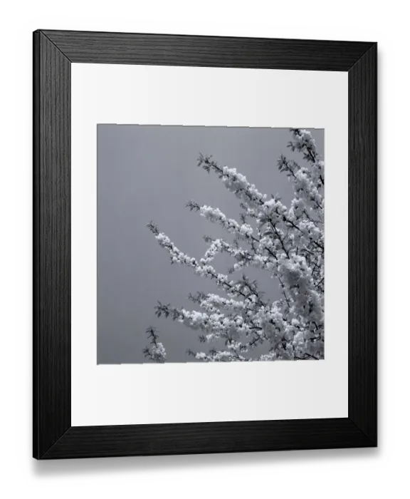 Framed Print : Japanese Cherry Trees Flowers Japanese Cherry Blossom weather seasons Spring