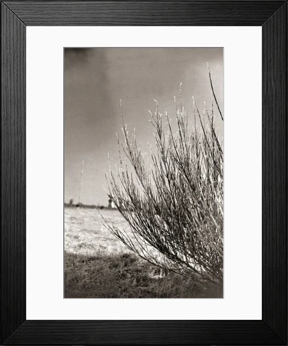 Framed Print : Weather Frost Heavy Frost on the Broom of a shrub A©Mirrorpix Framed Print : Weather Frost Heavy Frost on the Broom of a shrub A©Mirrorpix