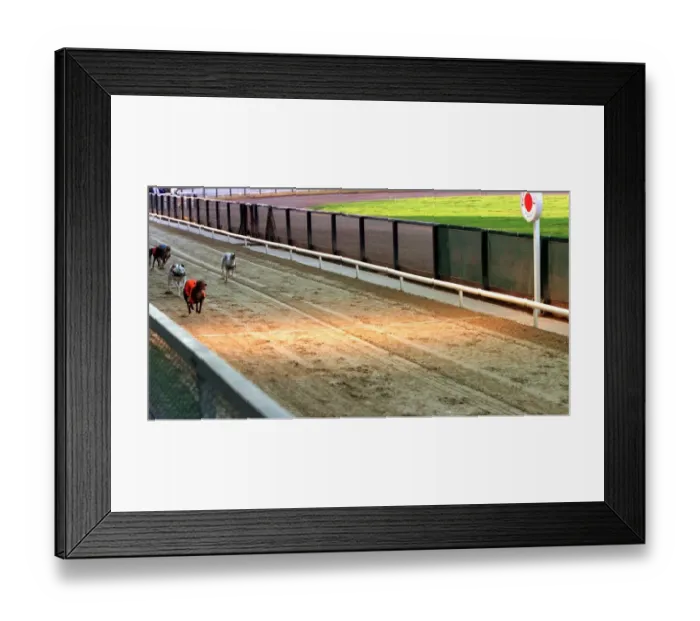 Framed Print : Wilma the greyhound wins at Poole 1998 Wilma who ran away from racetrack crosses