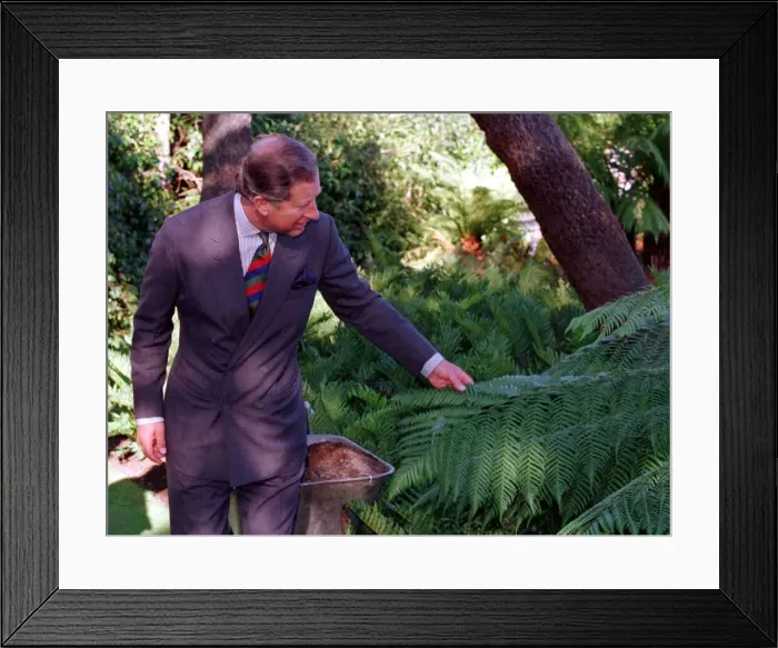 Framed Print : Prince Charles Logan Botanics Gardens 1999 Scotland looking at tree he has