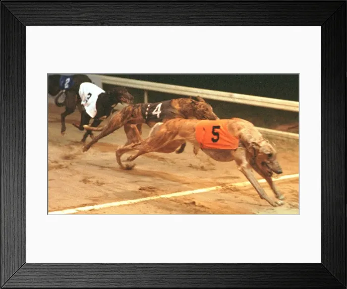 Framed Print : Greyhound Racing