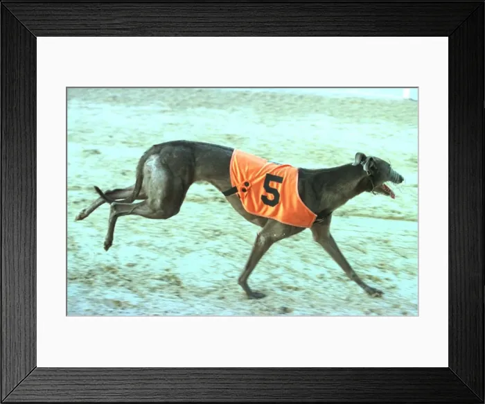 Framed Print : Wilma after winning at Poole 1998 Wilma the greyhound who ran away from racetrack Framed Print : Wilma after winning at Poole 1998 Wilma the greyhound who ran away from racetrack