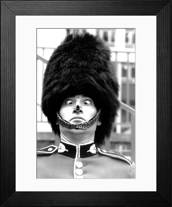Framed Print : Photography Guards Bees the flight of the bumble bee ended in a sensitive place for Framed Print : Photography Guards Bees the flight of the bumble bee ended in a sensitive place for