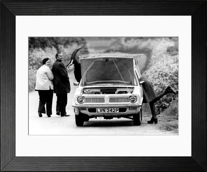 Framed Print : Animals Humour Antelope June 1976 Jane Milborrow who was transporting this stuffed Framed Print : Animals Humour Antelope June 1976 Jane Milborrow who was transporting this stuffed