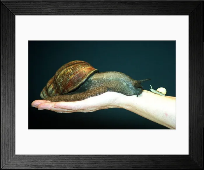 Framed Print : Little n Large - Big n Small Ben the giant snail comes Framed Print : Little n Large - Big n Small Ben the giant snail comes