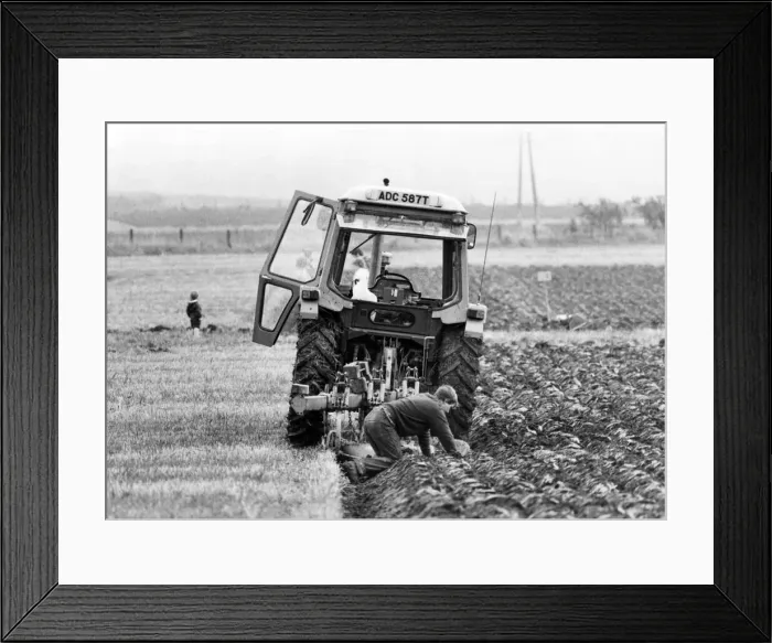 Framed Print : A competitor at the Northern Counties ploughing march gets down to the muddy business of Framed Print : A competitor at the Northern Counties ploughing march gets down to the muddy business of