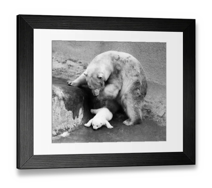 Framed Print : Paddiwack polar bear cub with his mother Sally at London Zoo
