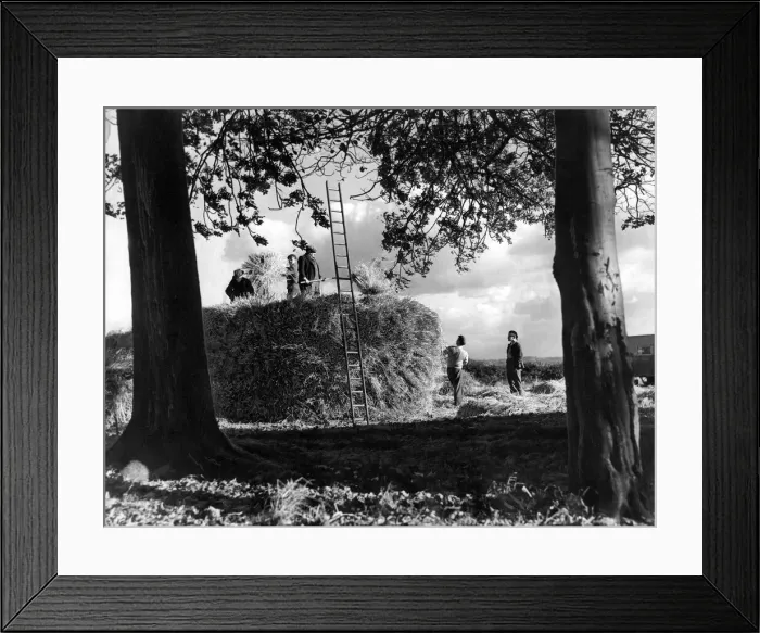 Framed Print : A race against the weather during harvest time at Brunton Farm, Gosforth, in October 1951 Framed Print : A race against the weather during harvest time at Brunton Farm, Gosforth, in October 1951