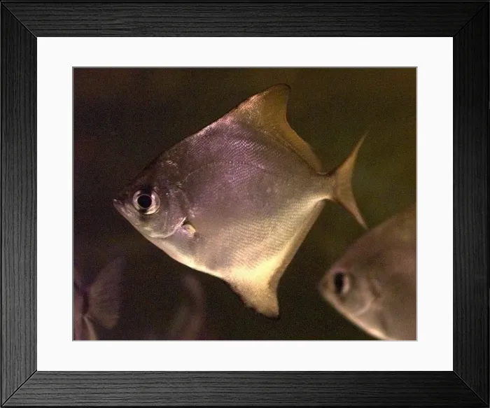 Framed Print : A Brackish water fish Framed Print : A Brackish water fish