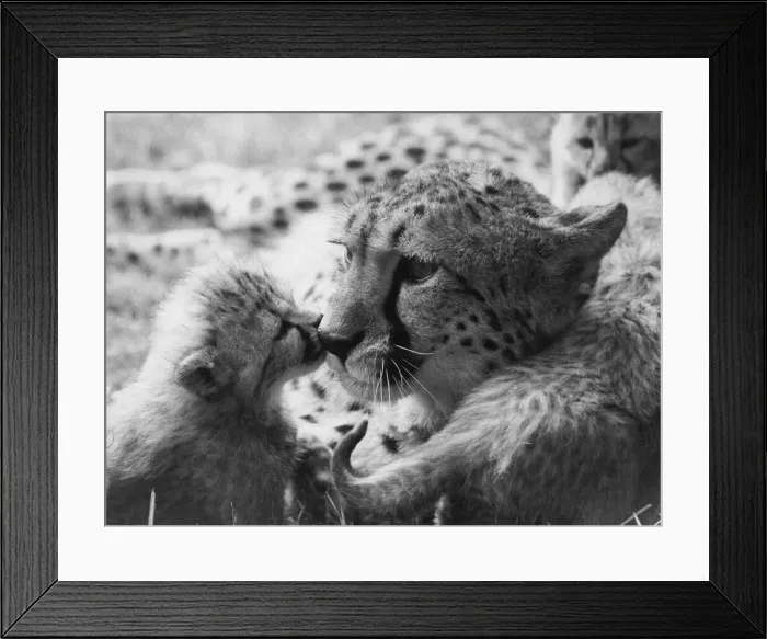 Framed Print : A cheetah cub with their mother at Whipsnade Zoo Framed Print : A cheetah cub with their mother at Whipsnade Zoo