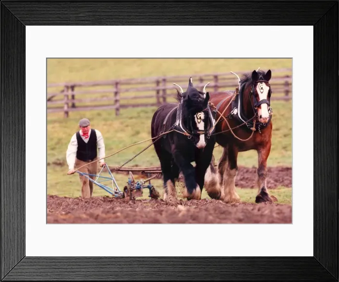 Framed Print : Shire horses Duke (black) and Sam, ploughing in the Old Manor at Beamish Open Museum Framed Print : Shire horses Duke (black) and Sam, ploughing in the Old Manor at Beamish Open Museum