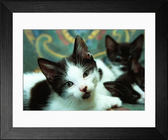 Framed Print : Three cute kittens Framed Print : Three cute kittens
