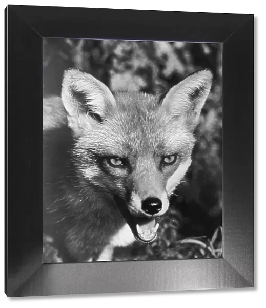 A picture of a Fox