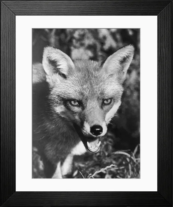 Framed Print : A picture of a Fox Framed Print : A picture of a Fox