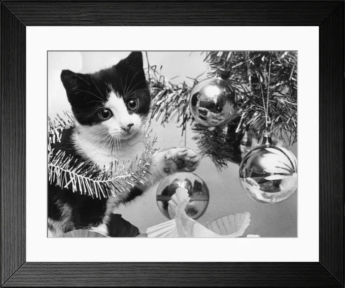 Framed Print : Mickey the kitten plays with the Christmas tree Framed Print : Mickey the kitten plays with the Christmas tree