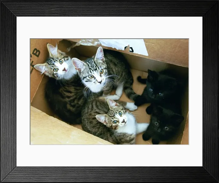 Framed Print : Five kittens in a cardboard box Framed Print : Five kittens in a cardboard box