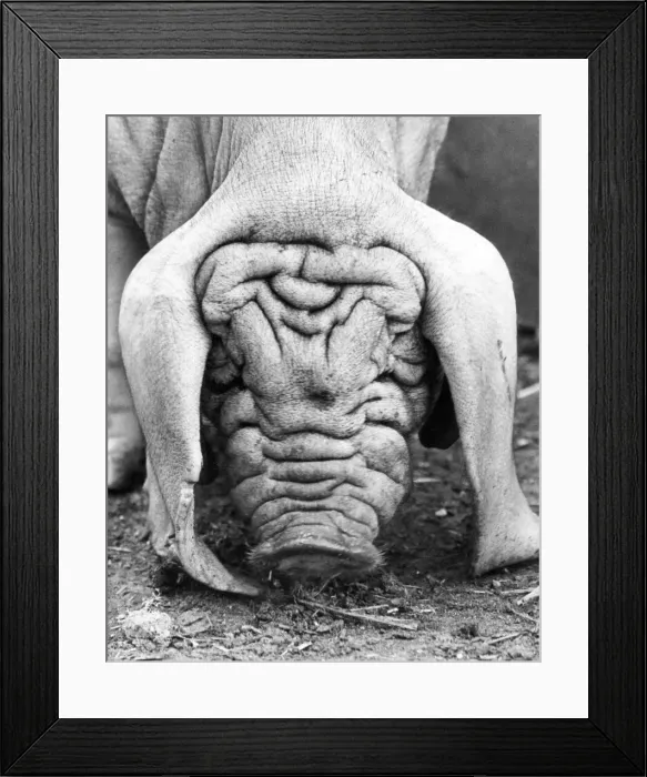 Framed Print : A Vietnamese pot bellied pig with a face only a mother could love Framed Print : A Vietnamese pot bellied pig with a face only a mother could love