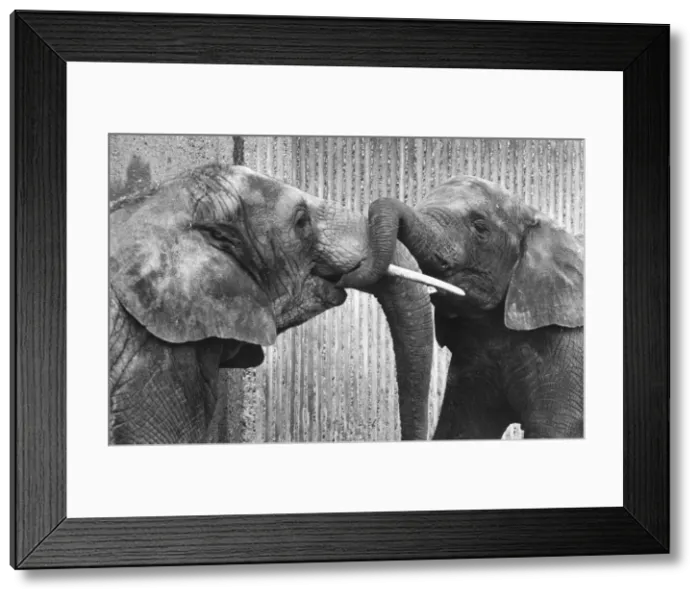 Framed Print : A friendly get-together between two elephants at London Zoo Framed Print : A friendly get-together between two elephants at London Zoo