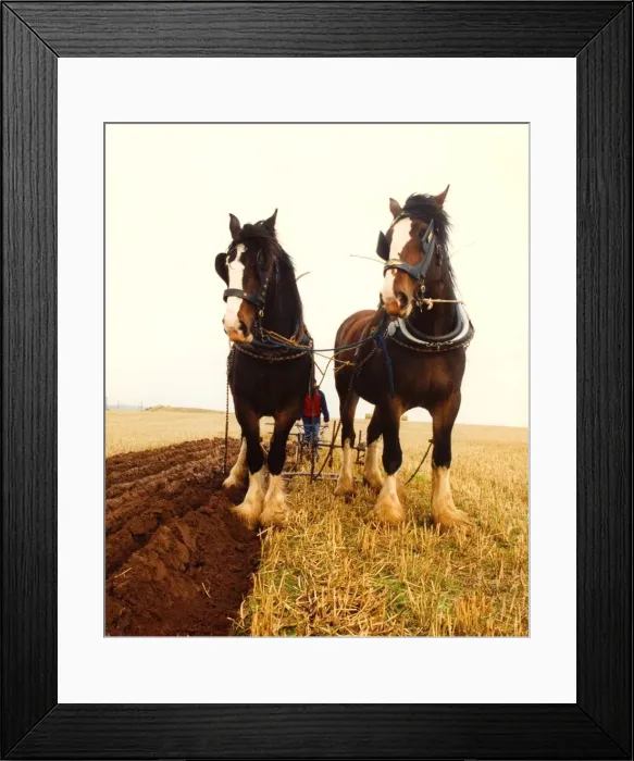 Framed Print : Two Shire horses ploughing a field the old fashioned way Framed Print : Two Shire horses ploughing a field the old fashioned way