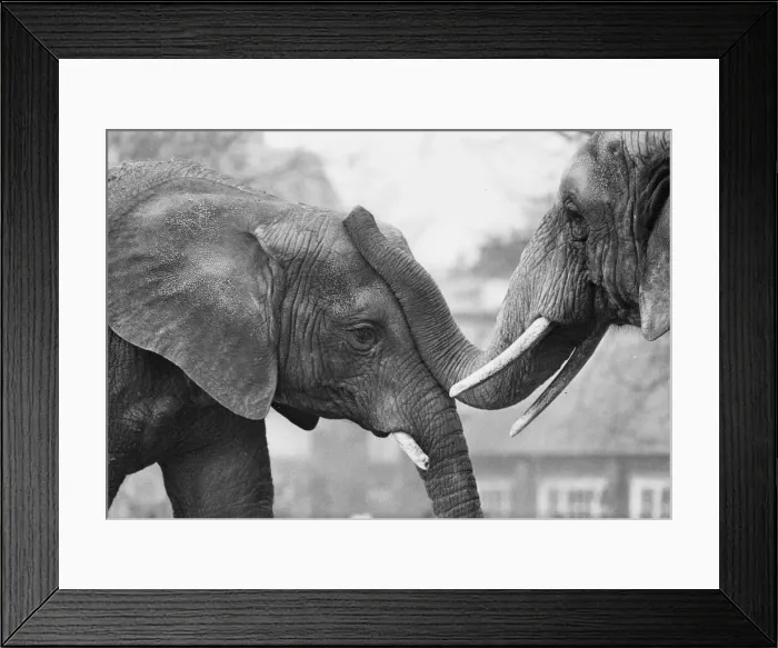 Framed Print : A friendly get-together between two elephants