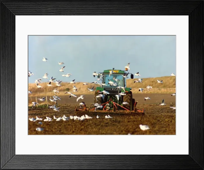 Framed Print : A tractor sowing seed in a field followed by a flock of birds Framed Print : A tractor sowing seed in a field followed by a flock of birds