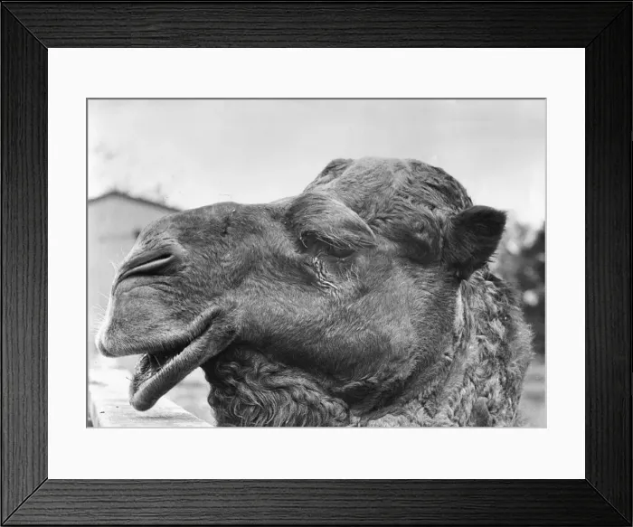 Framed Print : Looking for a mate - Fang the camel at Flamingo Park. Circa 1981