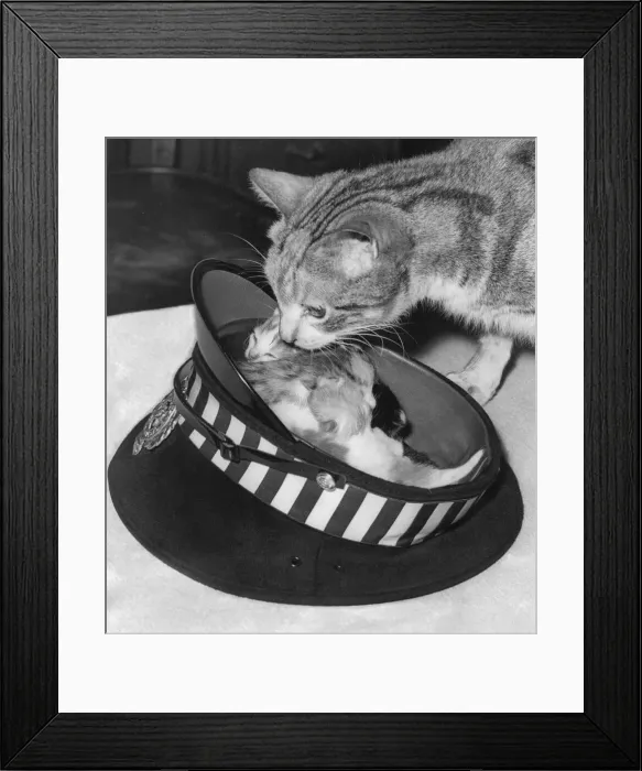 Framed Print : A cat with his litter of kittens in policemans cap Framed Print : A cat with his litter of kittens in policemans cap