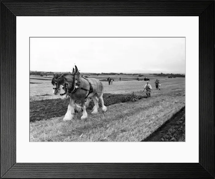 Framed Print : Participants at the Northern Counties ploughing match at Throckley in 1983 Framed Print : Participants at the Northern Counties ploughing match at Throckley in 1983