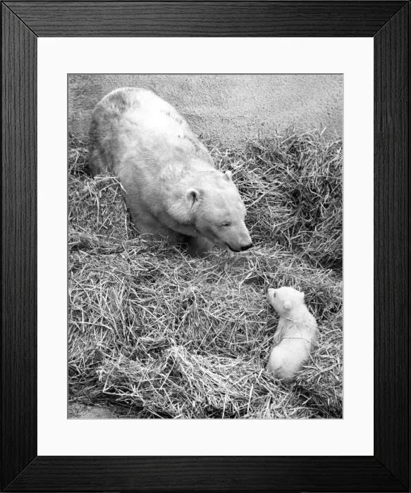 Framed Print : Paddiwack polar bear cub with his mother Sally at London Zoo Framed Print : Paddiwack polar bear cub with his mother Sally at London Zoo