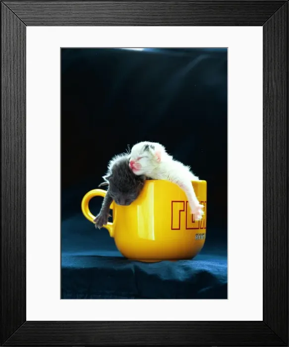 Framed Print : Zig and Zag, kittens in a cup Framed Print : Zig and Zag, kittens in a cup