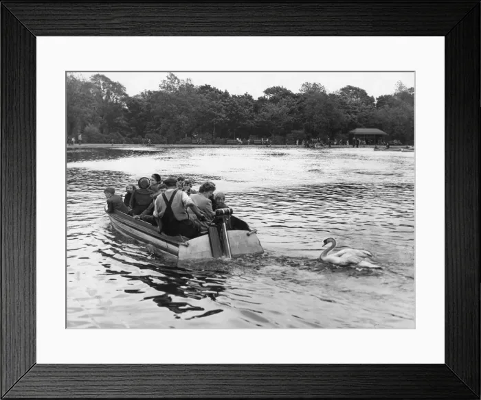 Framed Print : Meet Peter the swan who likes to surf ride at Leazer