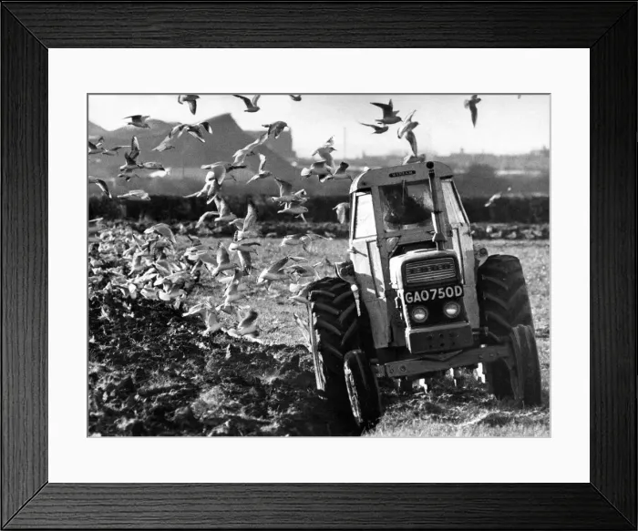 Framed Print : Birds look for the early worms while this farmer ploughs his field in 1970 Framed Print : Birds look for the early worms while this farmer ploughs his field in 1970