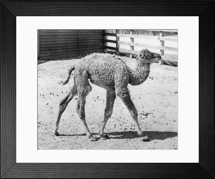 Framed Print : A week old camel with its mother at Lambton Pleasure Park