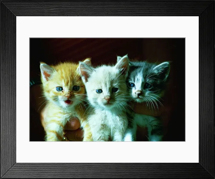 Framed Print : Kittens (left to right), Towser, Timber and Piewackit Framed Print : Kittens (left to right), Towser, Timber and Piewackit